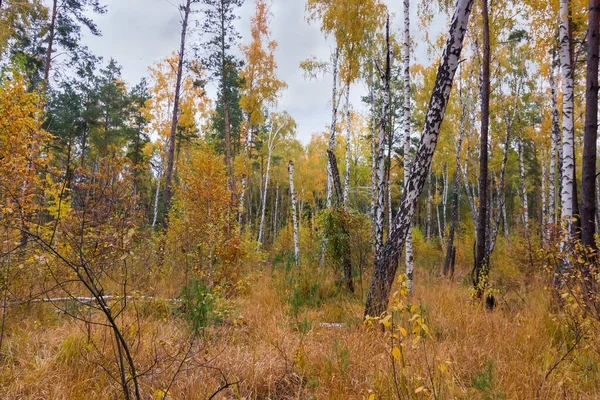 Section Mixed Birch Pine Forest Autumn Overcast Day — Stock Photo, Image