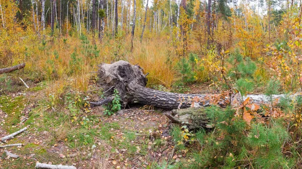 Section Mixed Deciduous Coniferous Forest Uprooted Fallen Tree Foreground Autumn — Stock Photo, Image