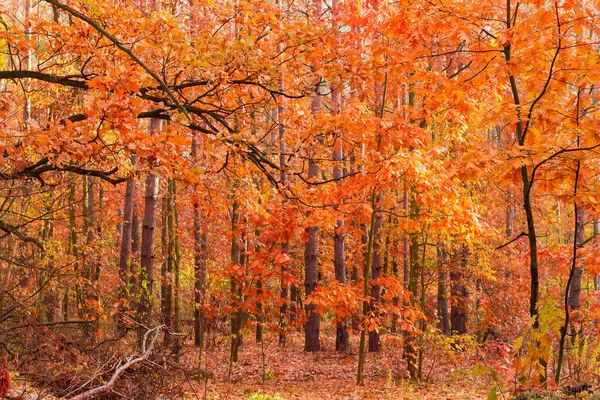 Abschnitt Des Mischwaldes Mit Roten Eichen Mit Hellem Herbstlaub Vordergrund — Stockfoto