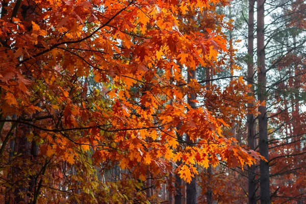 Fragment Forêt Mixte Avec Des Branches Chêne Rouge Avec Feuillage — Photo