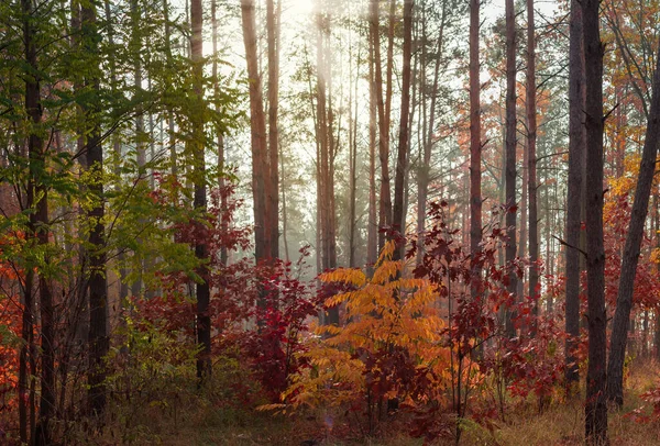 Deel Van Loofbossen Naaldbomen Zonnige Herfstochtend Met Achtergrondverlichting Door Zonlicht — Stockfoto