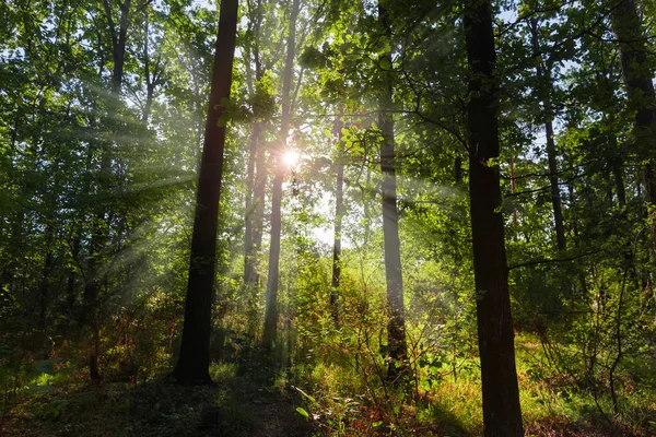 夏の裏庭の木の枝に太陽の光が差し込む朝の森のセクション — ストック写真