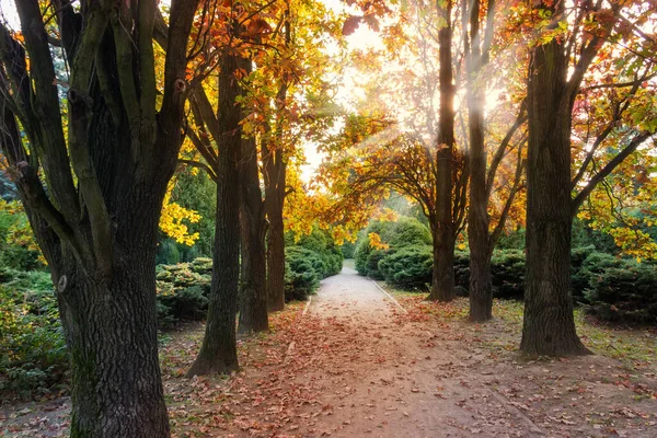 Antiguo Callejón Roble Que Conduce Arbustos Siempreverdes Parque Otoño Retroiluminado —  Fotos de Stock