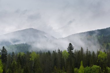 Dağ sırtı köknar ve yaprak döken ormanlarla kaplıydı. Ağaçlar arasında yükselen sis bulutlu gökyüzüne karşı.