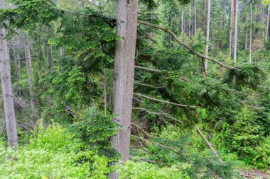 Bagajın alt kısmı ve eski gümüş köknar dalları ilkbahar yağmurlu günlerinde bir dağ yamacında yetişiyor.