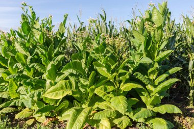 Bir sıra çiçek açan tütün türü Nicotiana tabacum yeşil geniş yapraklarla güneşli bir sabah mısır ekimine karşı bir tarlada