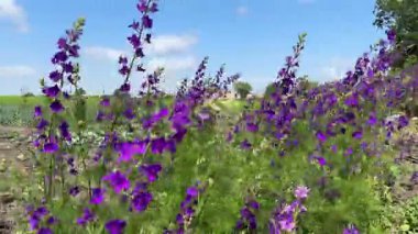 Güneşli bir günde tarlada çatallanan tarla kuşu.