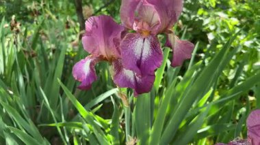 Bulanık arkaplanda pembe-kahverengi iris çiçekleri