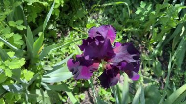 Bulanık arkaplanda koyu mor süsen çiçekleri