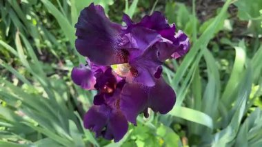 Bulanık arkaplanda koyu mor süsen çiçekleri