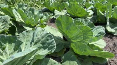 Genç beyaz lahana tarlada, yakın plan çekimde.