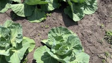 Genç beyaz lahana tarlada, toprağa karşı üst manzara