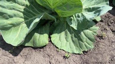 Genç beyaz lahana tarlada, toprağa karşı üst manzara