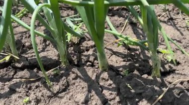 Güneşli bir günde toprağa karşı tarlada taze soğan