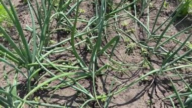 Güneşli bir günde tarlada taze taze soğan