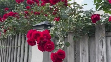 Ağaç çitlerin üzerinde kırmızı çiçekler olan bahçenin dalları.