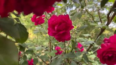 Bahçe gülü, bulutlu bir günde kırmızı çiçekler...