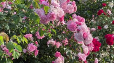 Bahçedeki güllerin pembe ve kırmızı çiçekleri