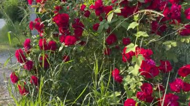 Bahçe gülü, bulutlu bir günde kırmızı çiçekler...