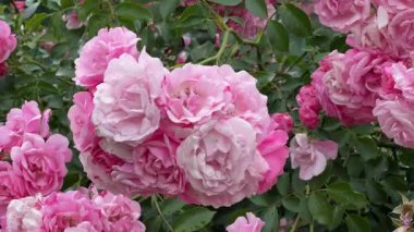 Rüzgarda sallanan sayısız pembe çiçekli bahçe gül dalları
