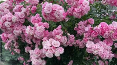 Rüzgarda sallanan sayısız pembe çiçekli bahçe gül dalları