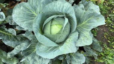 Beyaz lahananın tarladaki çiğ taneleriyle kaplı üst görüntüsü