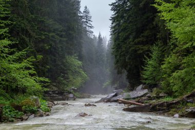 Bahar yağmurlu günlerinde dağlık nehrin kayalık kıyıları ormanla kaplıydı.