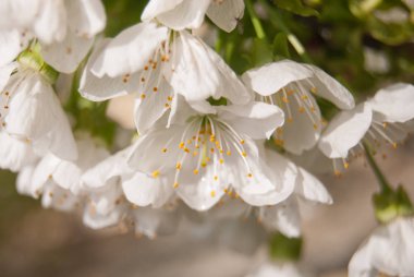 Bir kümesi kiraz çiçekleri ile sarı pistils'in yakın çekim