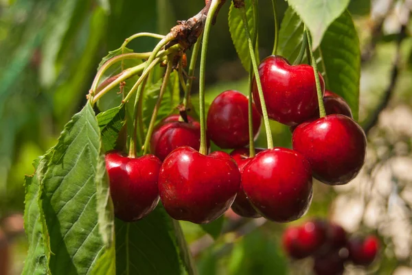 Birçok bütün ve taze kiraz ağacına bağlı
