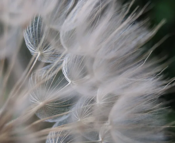 Close Many Seeds Dandelion Still Together Attached Plant — Stock Photo, Image