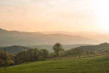 Güneş ışınları tarafından aydınlatılmış ufuk tepelerinde ile şarap üzüm tarımı