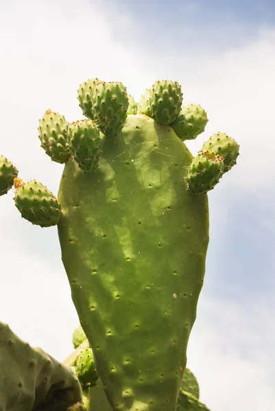 Flora Espontánea Cactus Típica Del Clima Mediterráneo — Foto de Stock