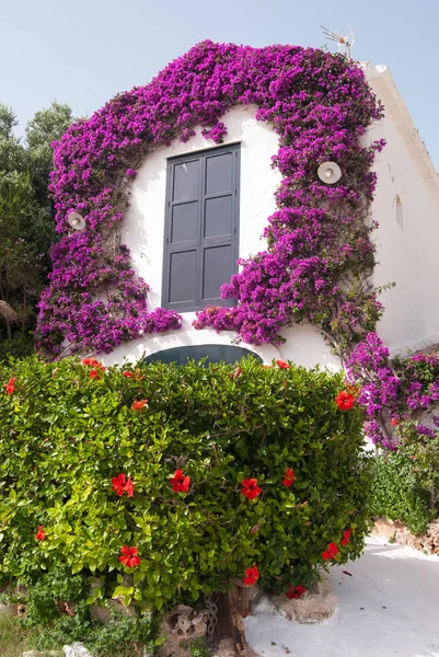 Witte Huis Bedekt Met Gekleurde Bougainvillea — Stockfoto