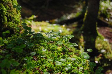 Damla yapraklara tarafından aydınlatılmış yağmurdan sonra çalılar florası üzerinde yakın çekim