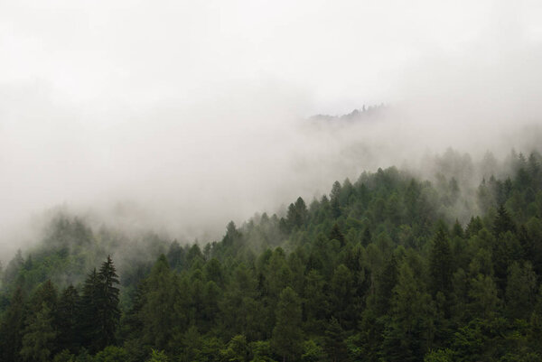 Облака в лесах гор после дождя в сырой день
