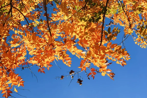 Trees with colored leaves of autumn and blue clear sky