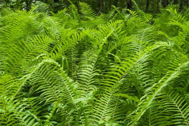 Pteridophyta yeşil ve taze yaprakları underwood içinde