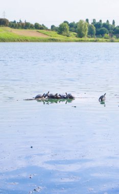 Trachemys scripta scripta bir bole ortasında küçük bir göl üzerinde uzun boyunlu