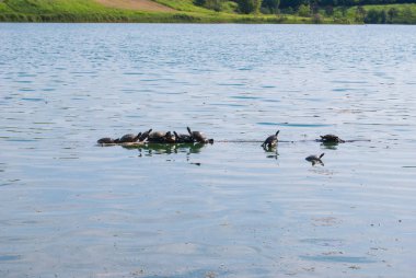Trachemys scripta scripta bir bole ortasında küçük bir göl üzerinde uzun boyunlu