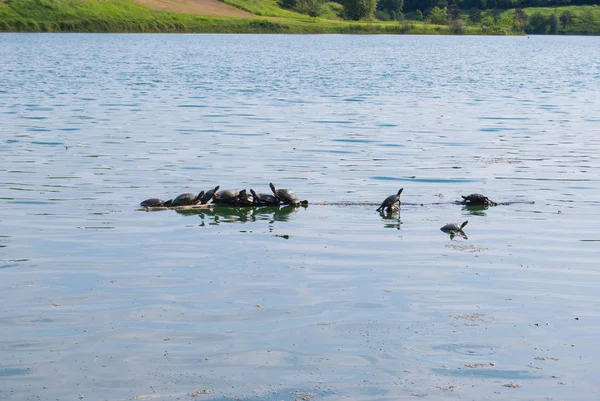 Trachemys scripta scripta bir bole ortasında küçük bir göl üzerinde uzun boyunlu