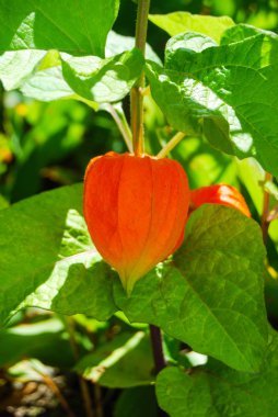 Bir tek turuncu Physalis alkekengi neredeyse hazır yakın çekim