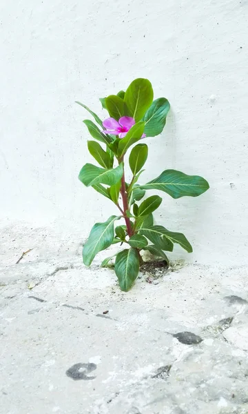 Garip bir şekilde arasında çimento yetiştirilen otsu bitki