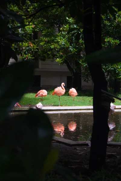 Três flamingos rosa vistos através de árvores Magnolia grandiflora — Fotografia de Stock