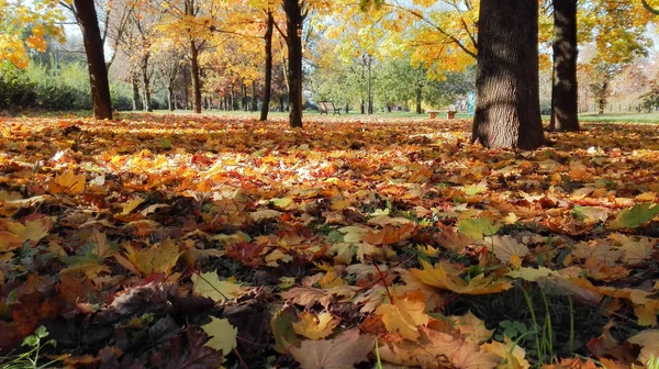Coloridas hojas de otoño en el suelo — Foto de Stock