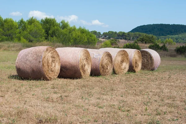 Circular hay bales wrapped in the plastic net in the middle of the field