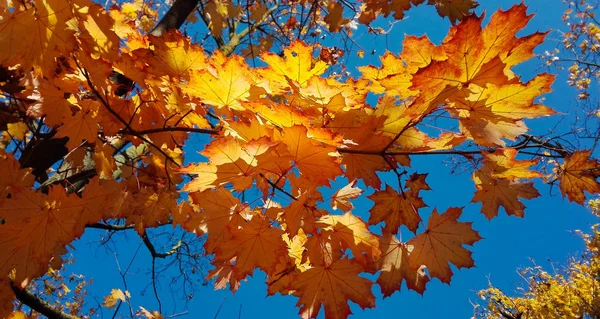 Trees with colored leaves of maple in autumn with blue clear sky