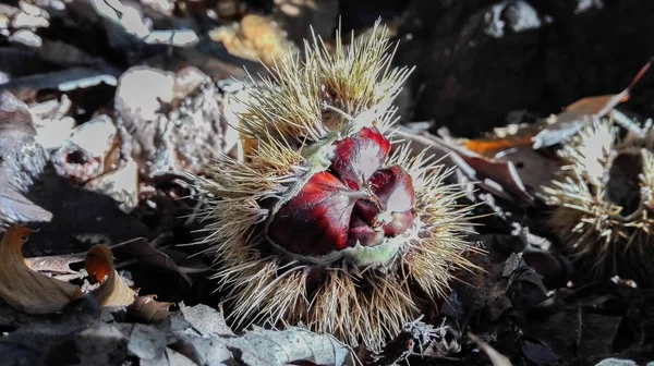 One Open Chestnut Hedgehog Many Seeds Fell Ground — Stock Photo, Image