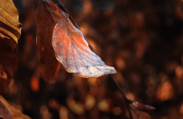 Close One Leaf Fagus Sylvatica Morning Frost — Stock Photo, Image
