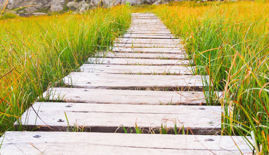 Walkway in the middle of the green and orange grass