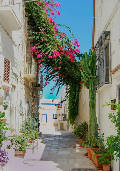 Rue Étroite Avec Des Maisons Bougainvillea Violet Comme Pergola — Photo